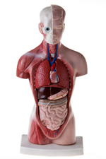 een plastic lichaam met zichtebare organen